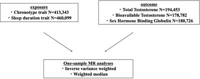 Association of genetically determined chronotype with circulating testosterone: a Mendelian randomization study